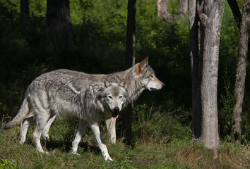 Naklejka na ściany i meble Two Timber wolves or grey wolves (Canis lupus) walking in the woods in summer in Canada