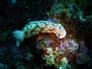 nudibranch