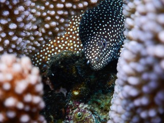 moray eel