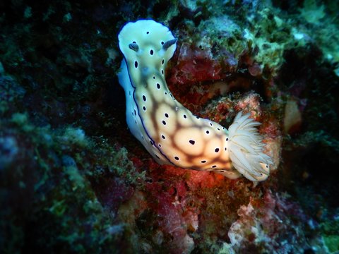 nudibranch