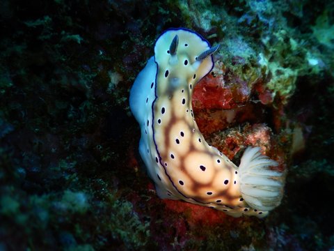 nudibranch