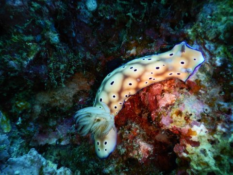 nudibranch