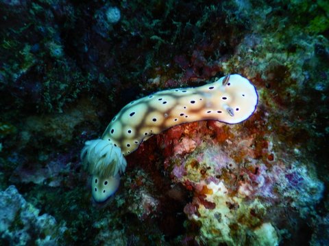 nudibranch