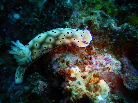 nudibranch