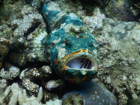 stone fish