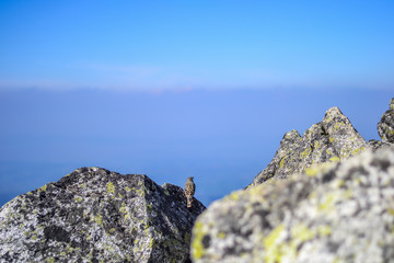 Bird on the background of mountains