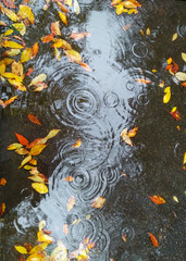 Rain drops on a puddle surface with yellow autumn leaves