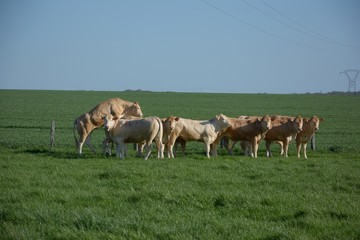 Cows in Spring fields
