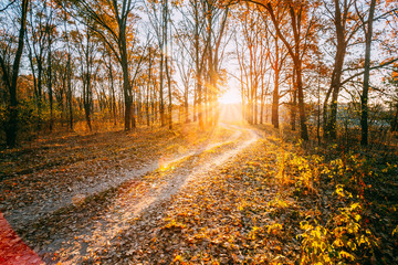 Fototapeta premium Winding Countryside Road Path Walkway Through Autumn Forest. Sun
