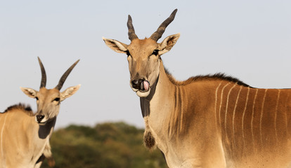 cane antelope in the savannah