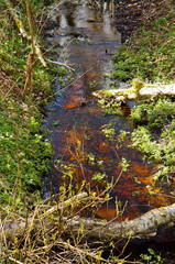 Dark red and moss green in the swamp. A beautiful swamp brown in green forest.