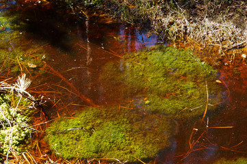 Dark red and moss green in the swamp. A beautiful swamp brown in green forest.