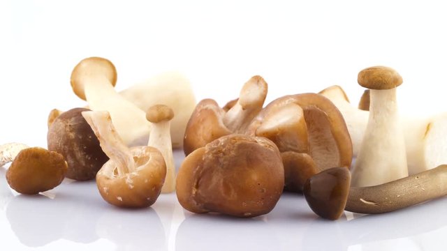 Macro shooting of several big and small chinese mushrooms. Rotating on the turntable isolated on the white background. Close up.