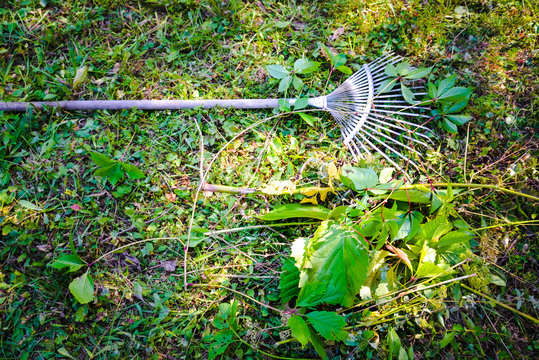 Rake with a heap of weeds and garden branches, instruments. Working garden tools, cleaning. Nature garbage pile, foliage. For prints, design, web sites