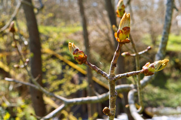Young shoots of the plant in the spring. The leaves blossomed in the tree in the spring.