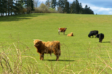 Scottish highland cows grazing in a field near the forest. Cattle breeding. Farming livestock.