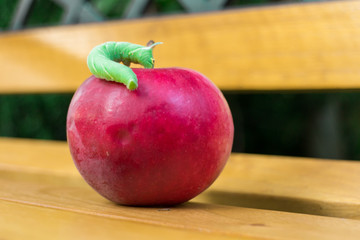 Lime hawk-moth caterpillar on red apple on bench