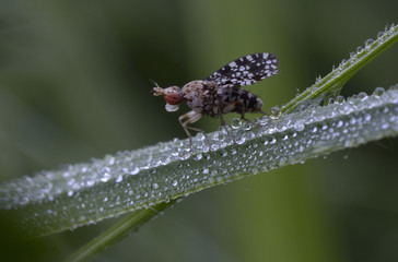 Tiny fruit fly, Drosophilidae, sitting on a grass stem wet with dew in front of a blurred background. Lugi, Carpathians, Ukraine, June, 2018