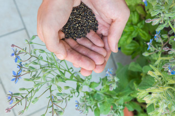 Harvested black seeds of Borage shown on palms of a gardener who grows the edible flowering plant Borago Officinalis  as a part of urban gardening 
