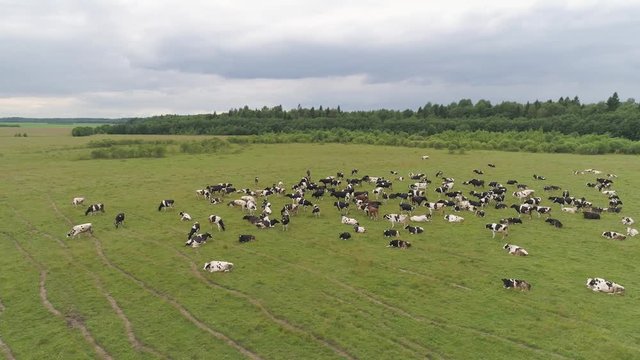 Aerial view cows graze on the green field pasture feed on grass.. Cows on summer pasture. Cows Grazing On a meadow