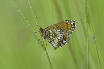 Butterfly heath fritillary, Melitaea athalia, sitting on a grass stem in front of a blurred background. Lugi, Carpathians, Ukraine, June, 2018