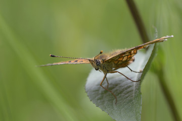 Butterfly heath fritillary, Melitaea athalia, sitting on a grass stem in front of a blurred background. Lugi, Carpathians, Ukraine, June, 2018