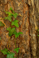 Green ivy growing on tree trunk with copy space