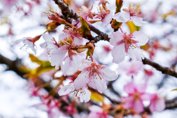 桜　花　春　花見