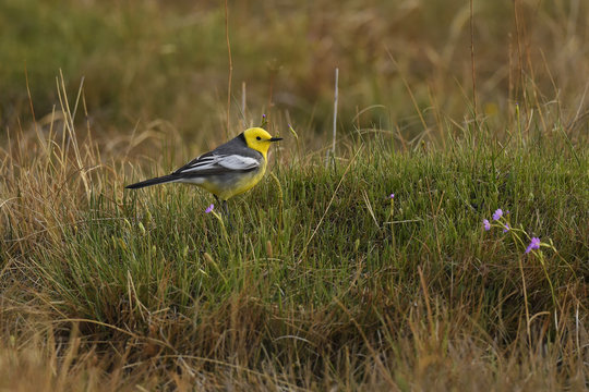 Citrine wagtail bird sitting on grass