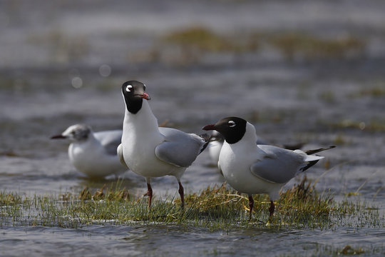 Central asian gull china
