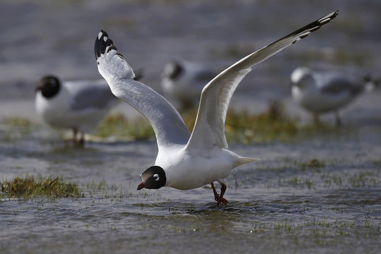 Central asian gull china