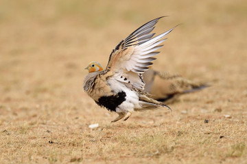 Pallas sandgrouse bird china