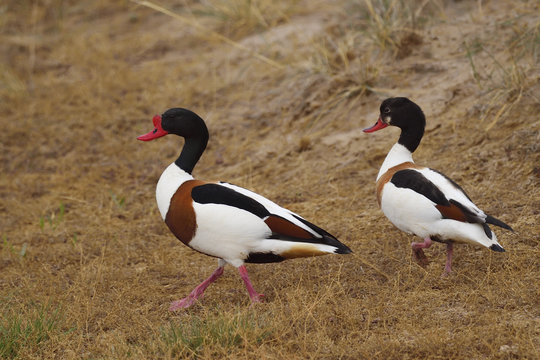 Shelduck walking china