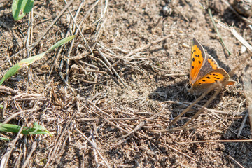 Small Copper Butterfly On The Ground.