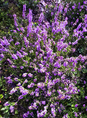 Obraz premium Calluna vulgaris known as common heather or ling in Slowinski National Park, Poland
