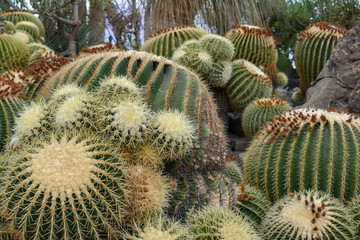 さぼてん　サボテン　ジャングル　砂漠　熱帯雨林　自然