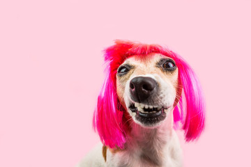 Angry disgust, denial, disagreement dog face in pink wig. Funny pet