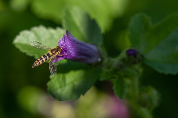 Hoverfly Collecting Pollen From Purple Plant.
