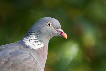 Common Wood Pigeon, Wood Pigeon, Columba palumbus