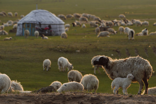 Mongolian shepherd tent