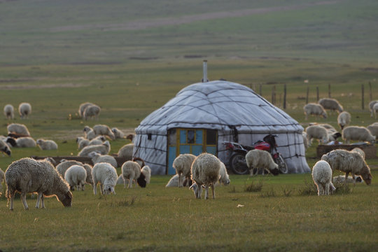 Mongolian shepherd tent