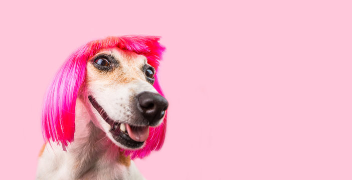 Smiling laughing trendy fashion dog in pink wig. Cool funny pup