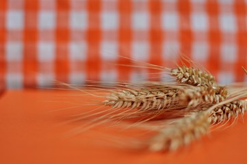 Ears of wheat on orange table with grid background. Close up, selective focus