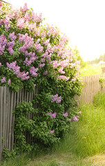 lilac bush