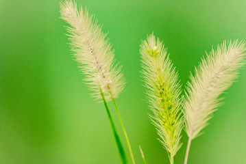 雑草・秋野草