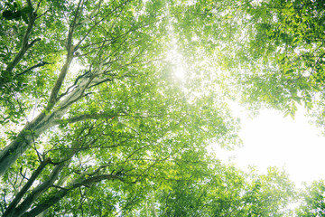 Fototapeta premium Green tree background