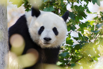 Giant panda