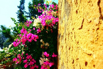 Fliwers on the wall