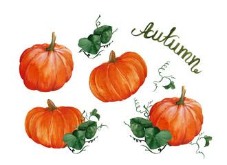 Pumpkin set with greenery, halloween, farm theme in watercolor