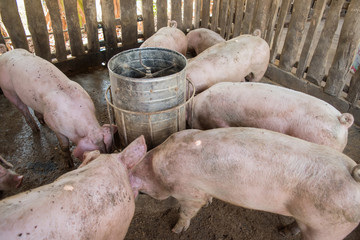 Piglets are eating food on the farm. © Suriyan
